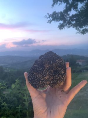 tartufo gubbio 2024 cavatori estate cibo truffle italian mushroom italy nature wild hotel stay